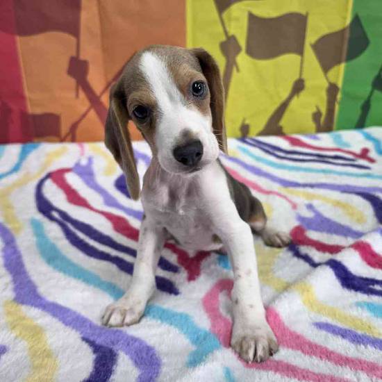 Beagle