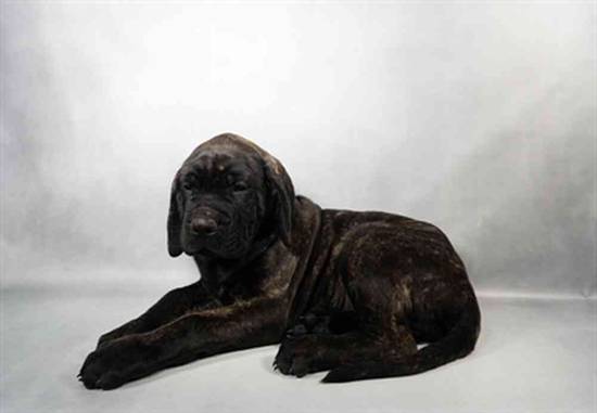 English Mastiff