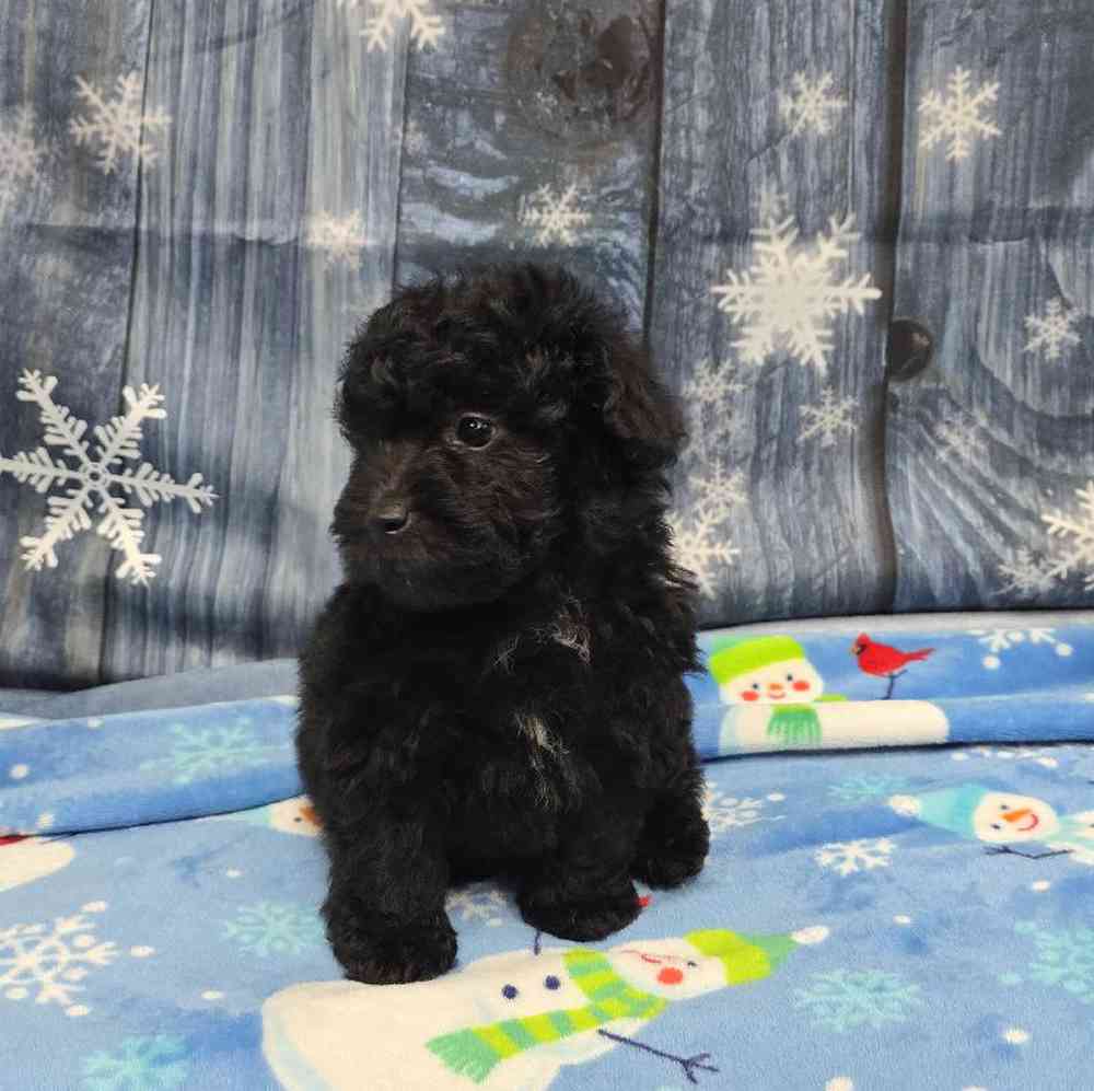 Male Mini Poodle Puppy for Sale in Virginia Beach, VA