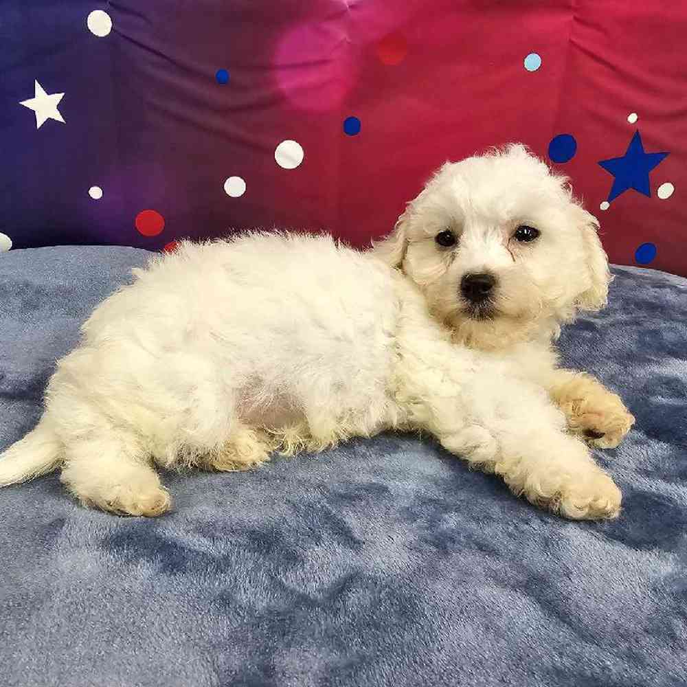 Male Bichon Puppy for Sale in Virginia Beach, VA