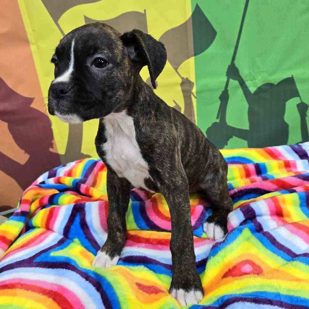 Female Boxer Puppy for Sale in Virginia Beach, VA