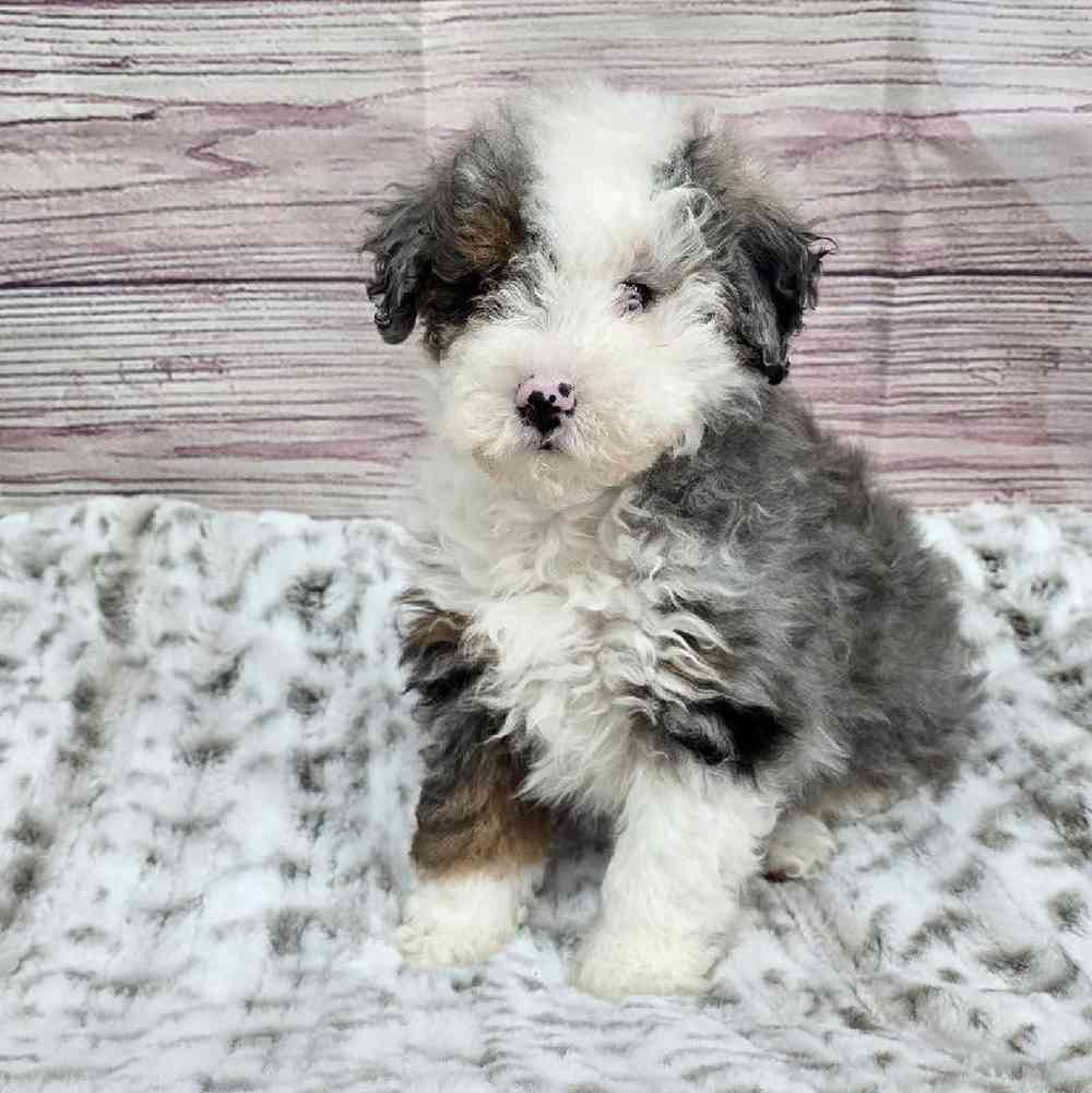 Male Mini Bernadoodle Puppy for Sale in Virginia Beach, VA