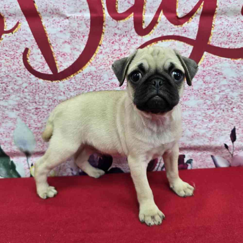 Male Pug Puppy for Sale in Virginia Beach, VA