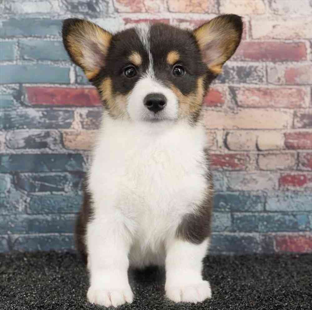carousel pet images