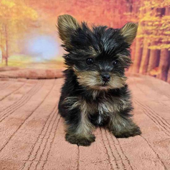 Yorkie