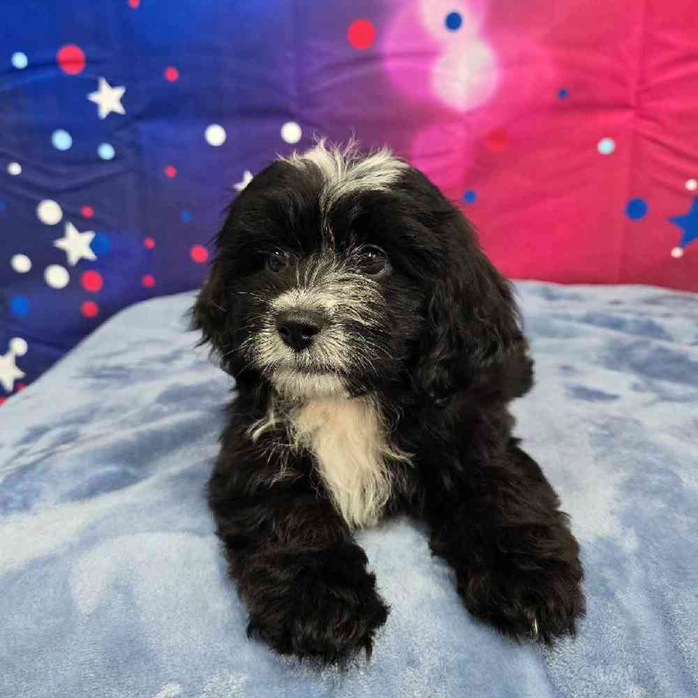 Female Shipoo Puppy for Sale in Virginia Beach, VA