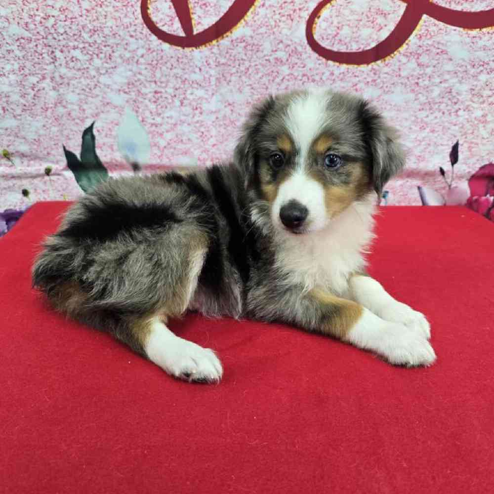 Male Mini Aussie Puppy for Sale in Virginia Beach, VA
