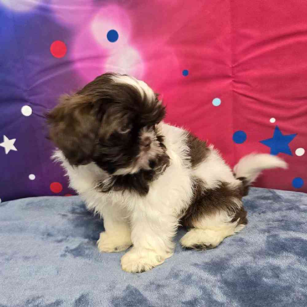 Male Shih Tzu Puppy for Sale in Virginia Beach, VA