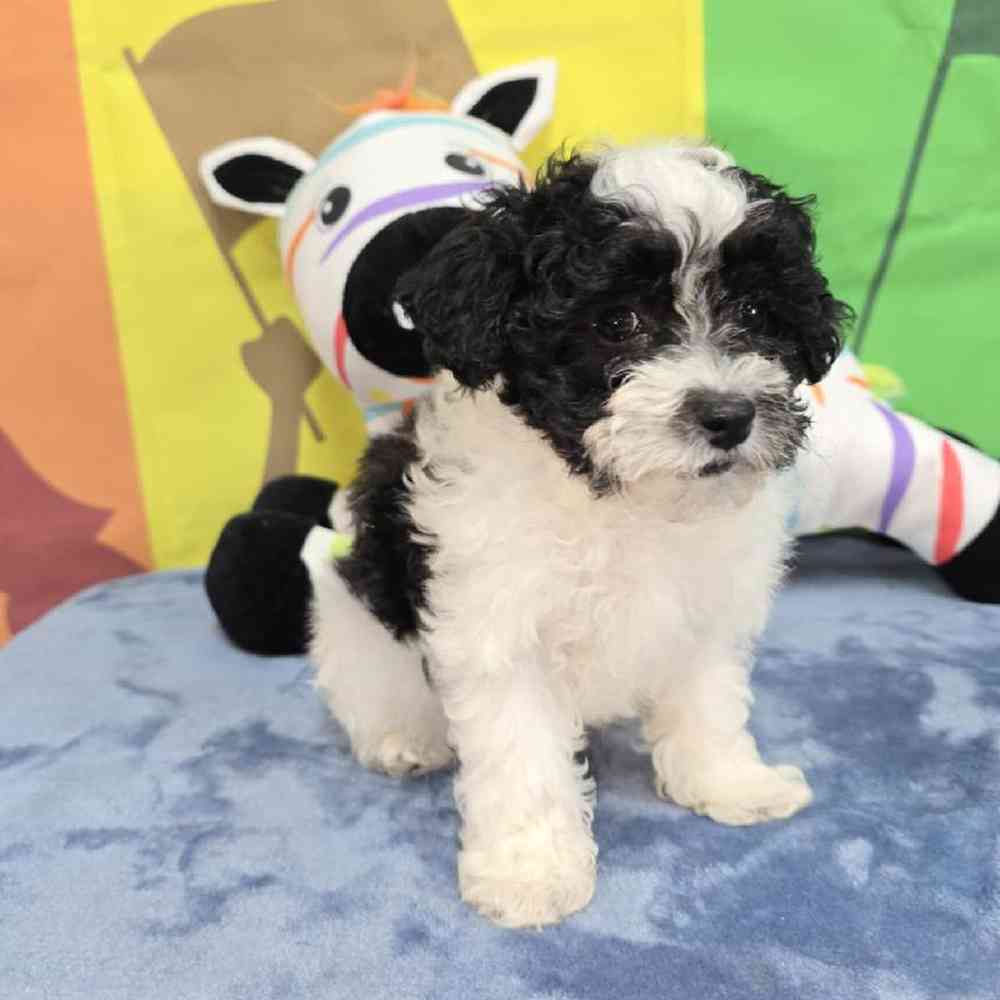 Male Maltipoo Puppy for Sale in Virginia Beach, VA