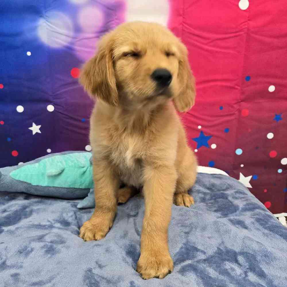 Male Golden Retriever Puppy for Sale in Virginia Beach, VA