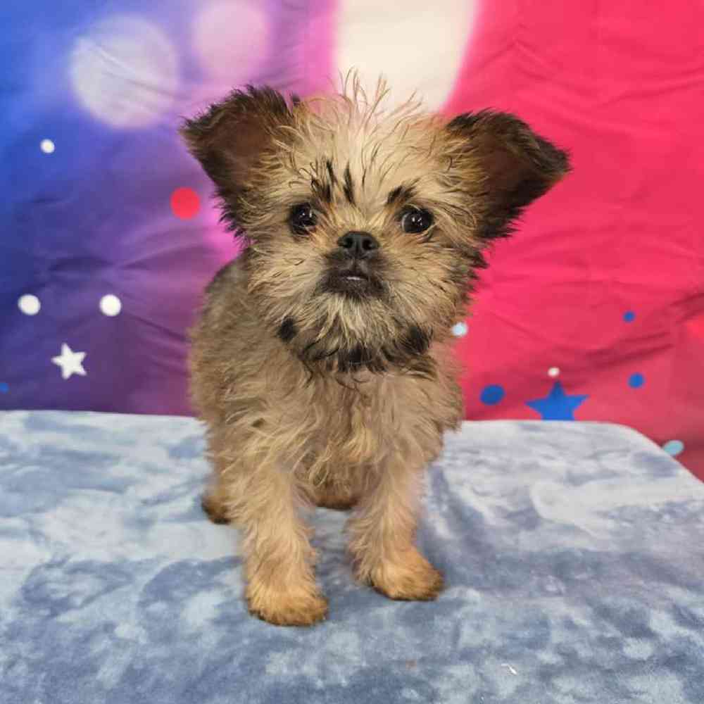 Male Brussels Griffon Puppy for Sale in Virginia Beach, VA