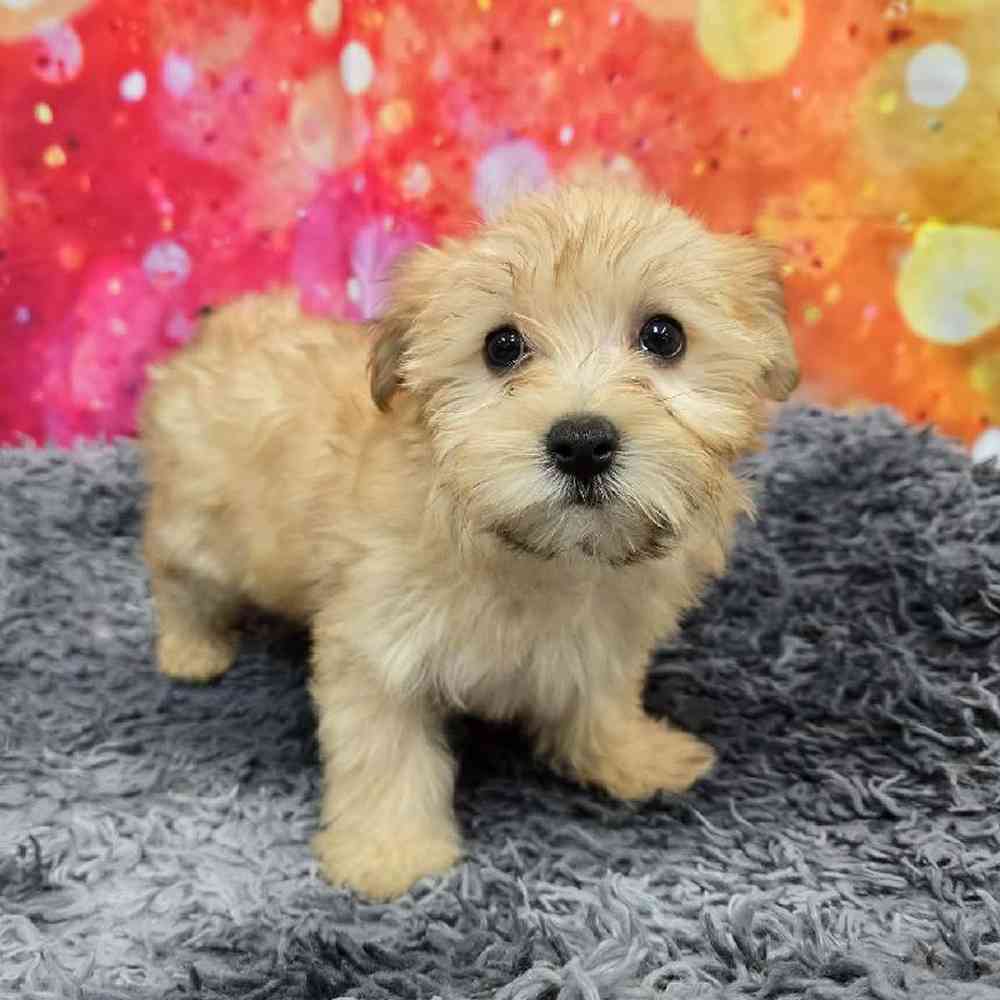 Female Morkie Puppy for Sale in Virginia Beach, VA