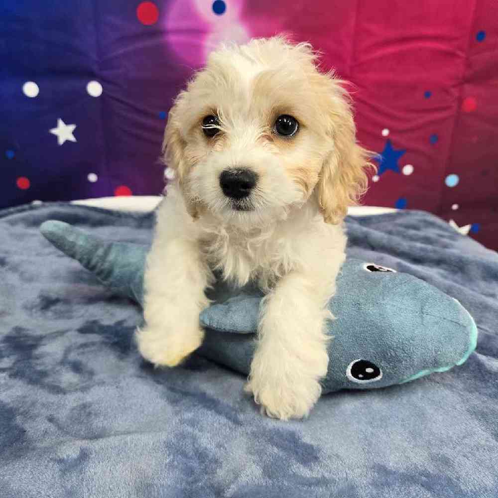 Female Cavachon Puppy for Sale in Virginia Beach, VA