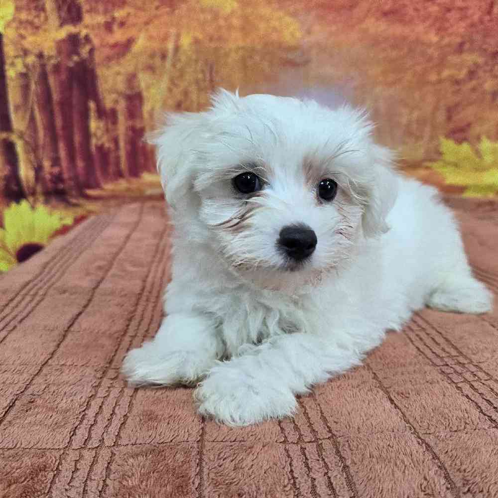 Male Maltese Puppy for Sale in Virginia Beach, VA