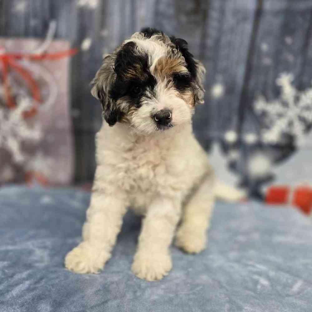 Male Mini Bernadoodle Puppy for Sale in Virginia Beach, VA