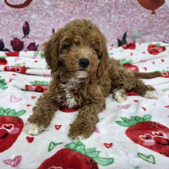 Mini Goldendoodle
