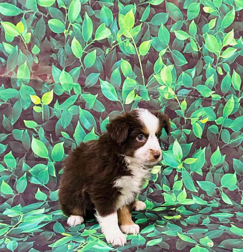 carousel pet images