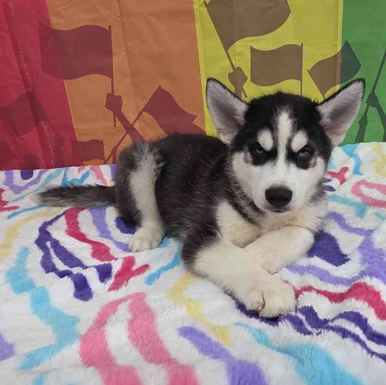 Siberian Husky