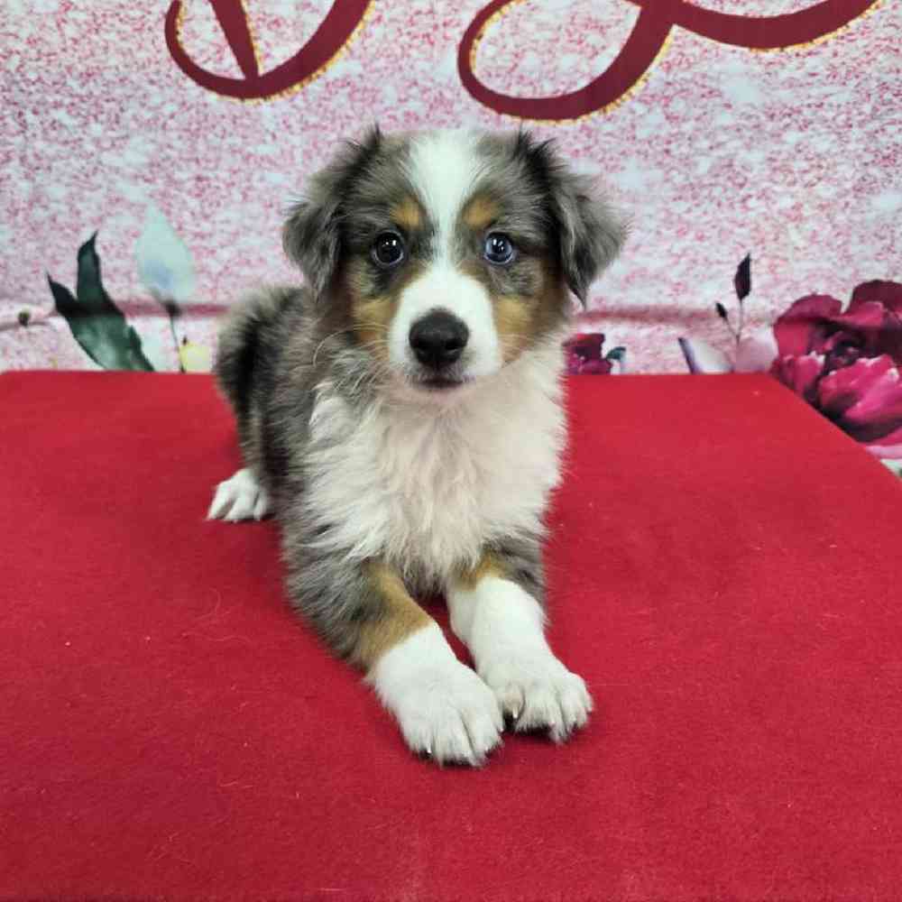 Male Mini Aussie Puppy for Sale in Virginia Beach, VA