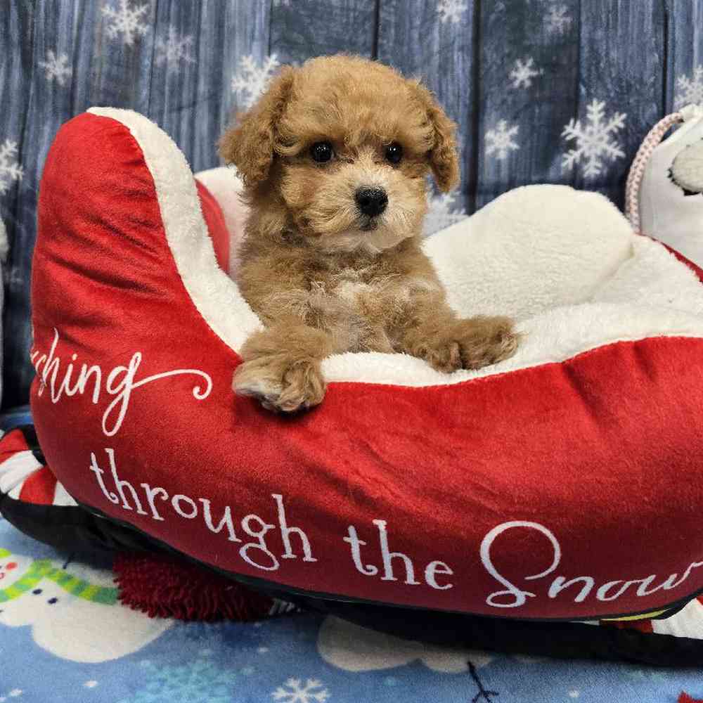 Male Mini Poodle Puppy for Sale in Virginia Beach, VA