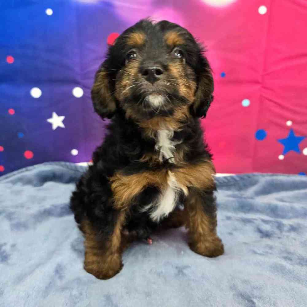 Male Mini Aussiedoodle Puppy for Sale in Virginia Beach, VA