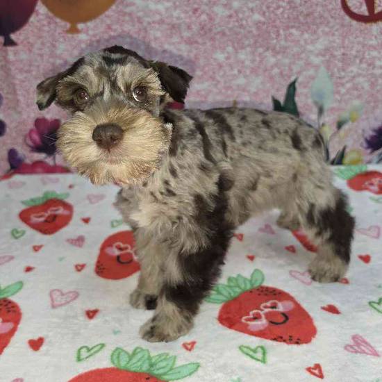 Mini Schnauzer