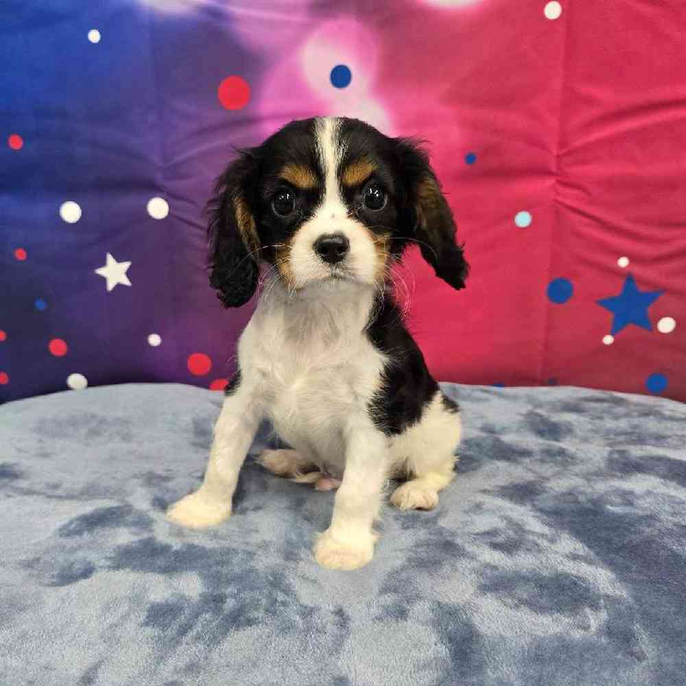 Male Cavalier King Charles Spaniel Puppy for Sale in Virginia Beach, VA