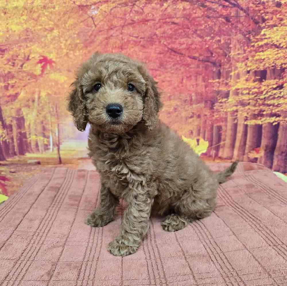 Female Goldendoodle Puppy for Sale in Virginia Beach, VA