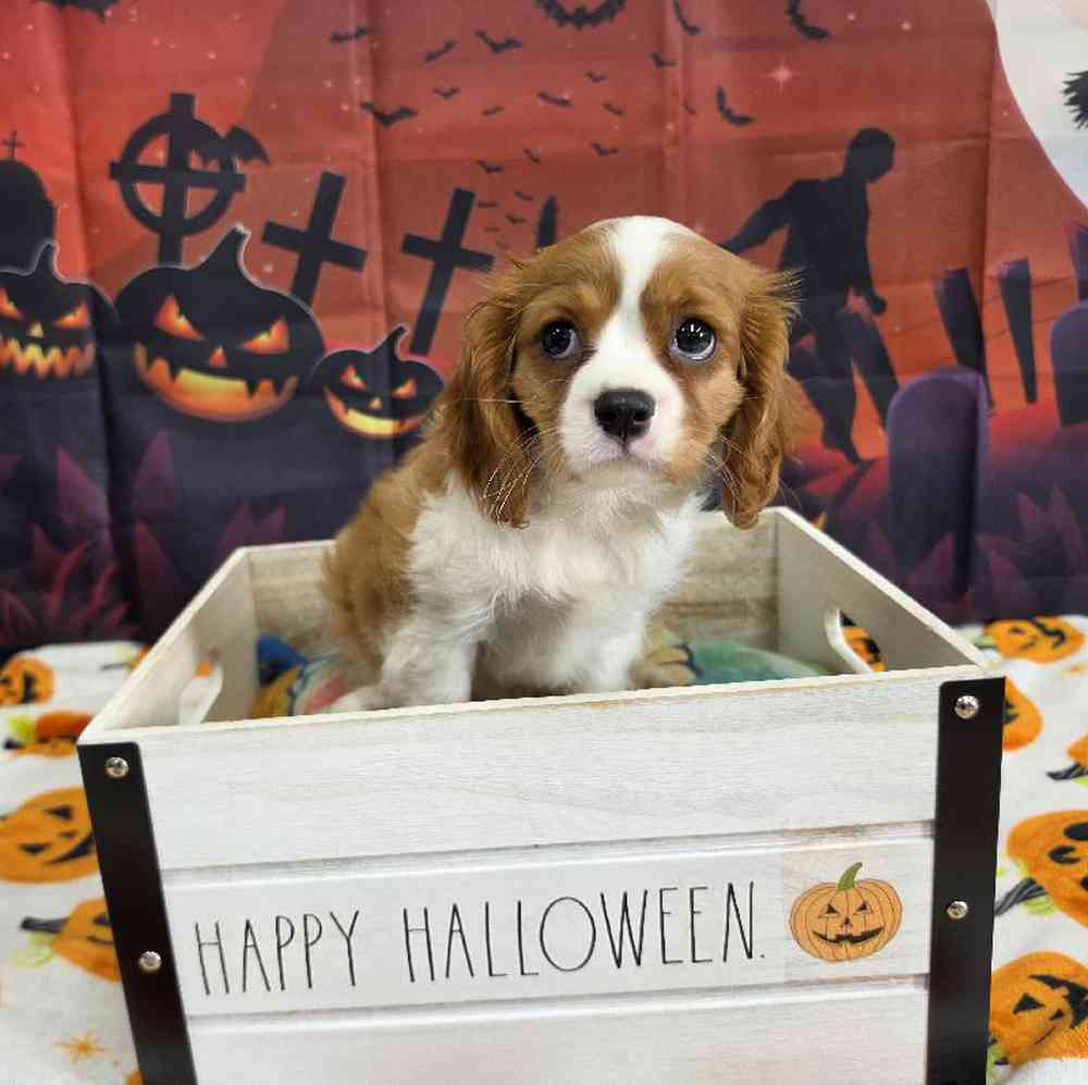Female Cavalier King Charles Spaniel Puppy for Sale in Virginia Beach, VA