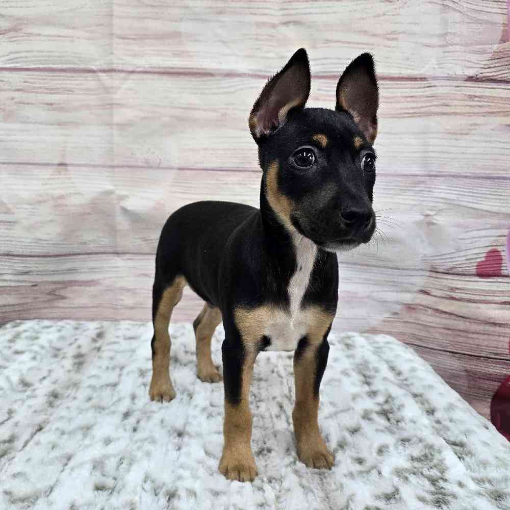 Male Rat Terrier Puppy for Sale in Virginia Beach, VA