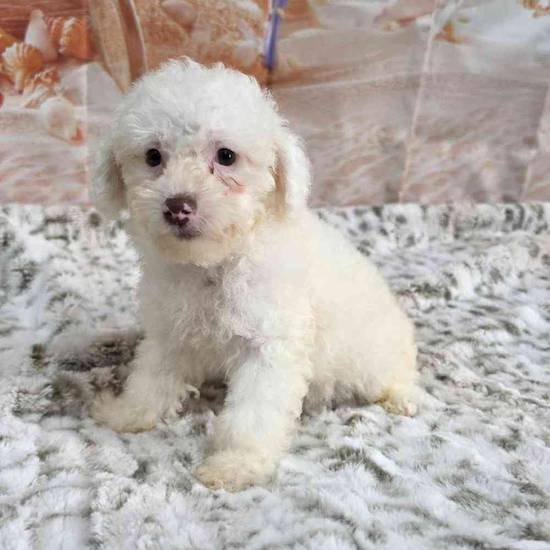 Poodle Toy