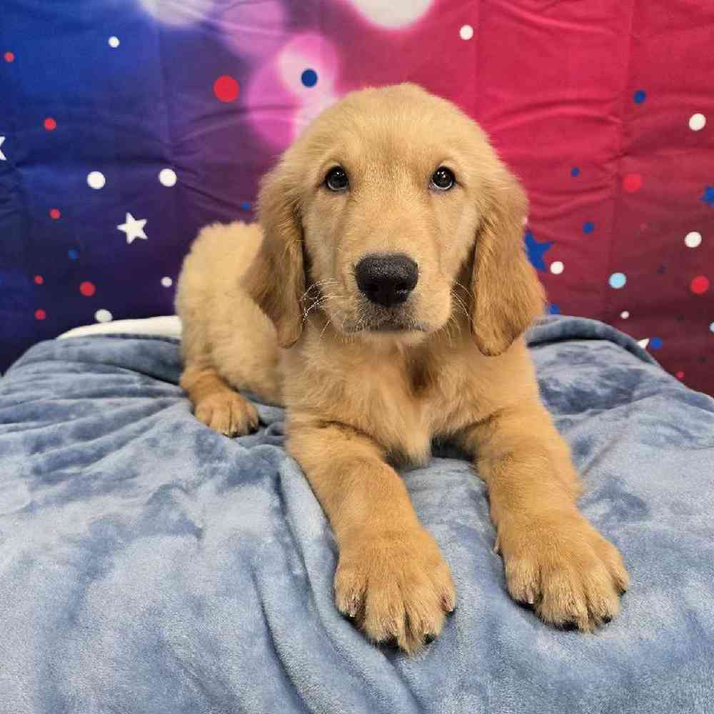 Male Golden Retriever Puppy for Sale in Virginia Beach, VA