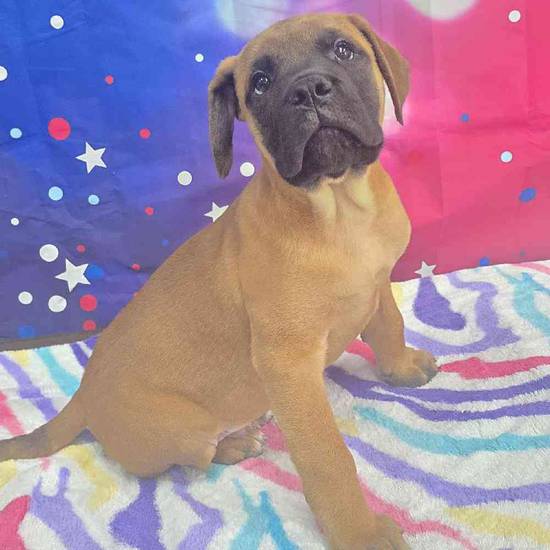 Bullmastiff