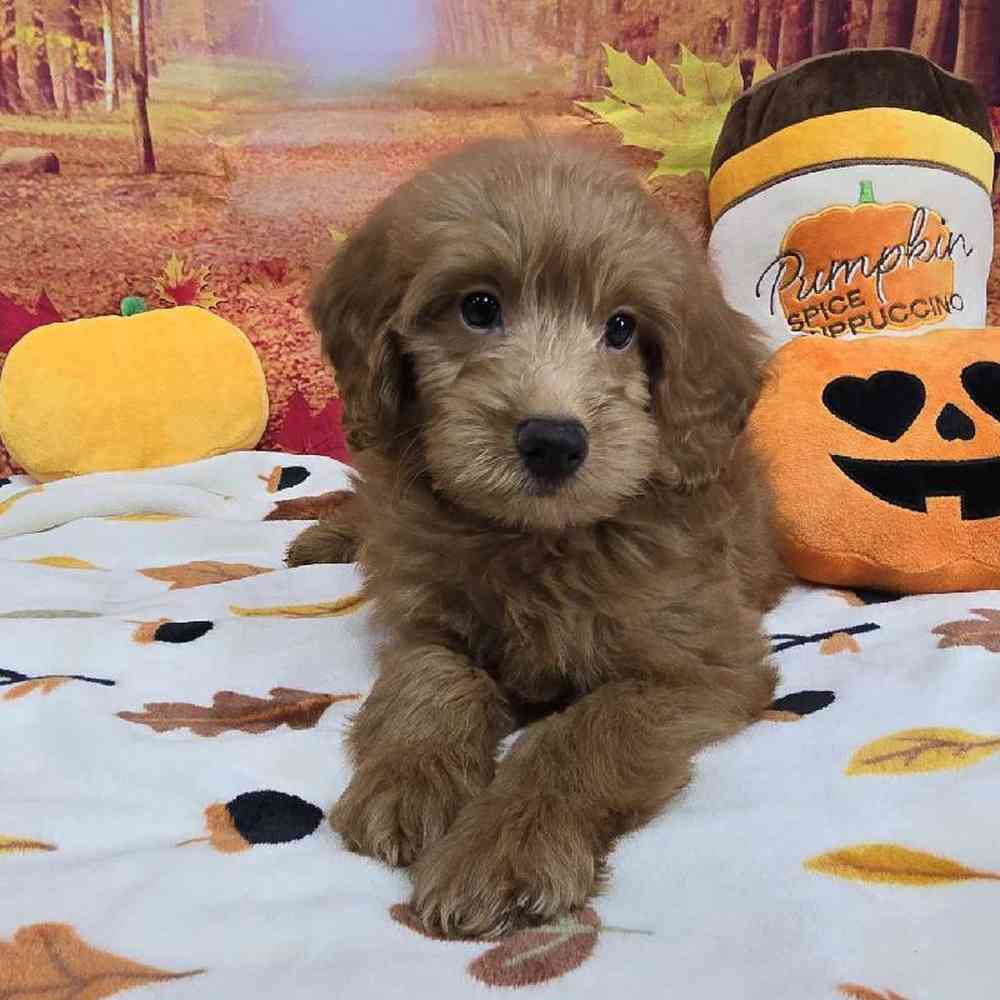 Male Mini Goldendoodle Puppy for Sale in Virginia Beach, VA