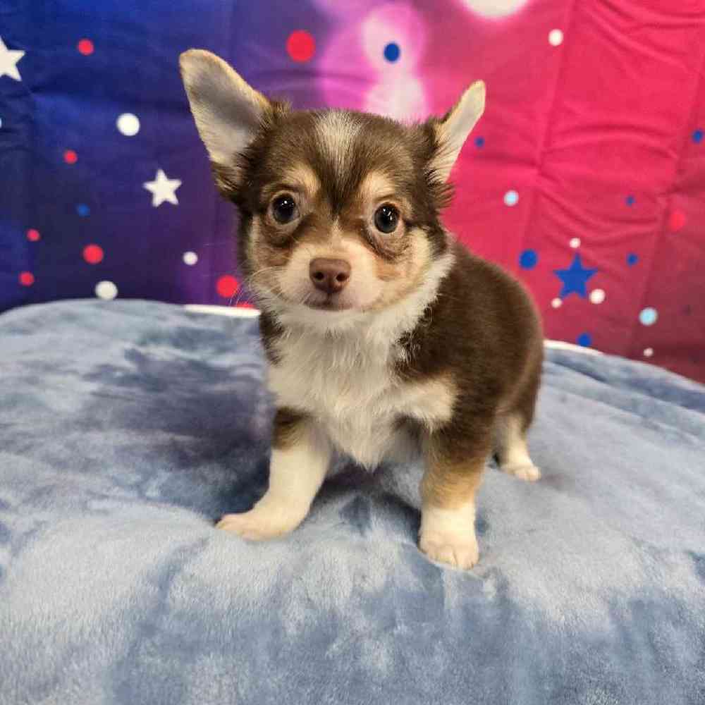 Male Chihuahua Puppy for Sale in Virginia Beach, VA