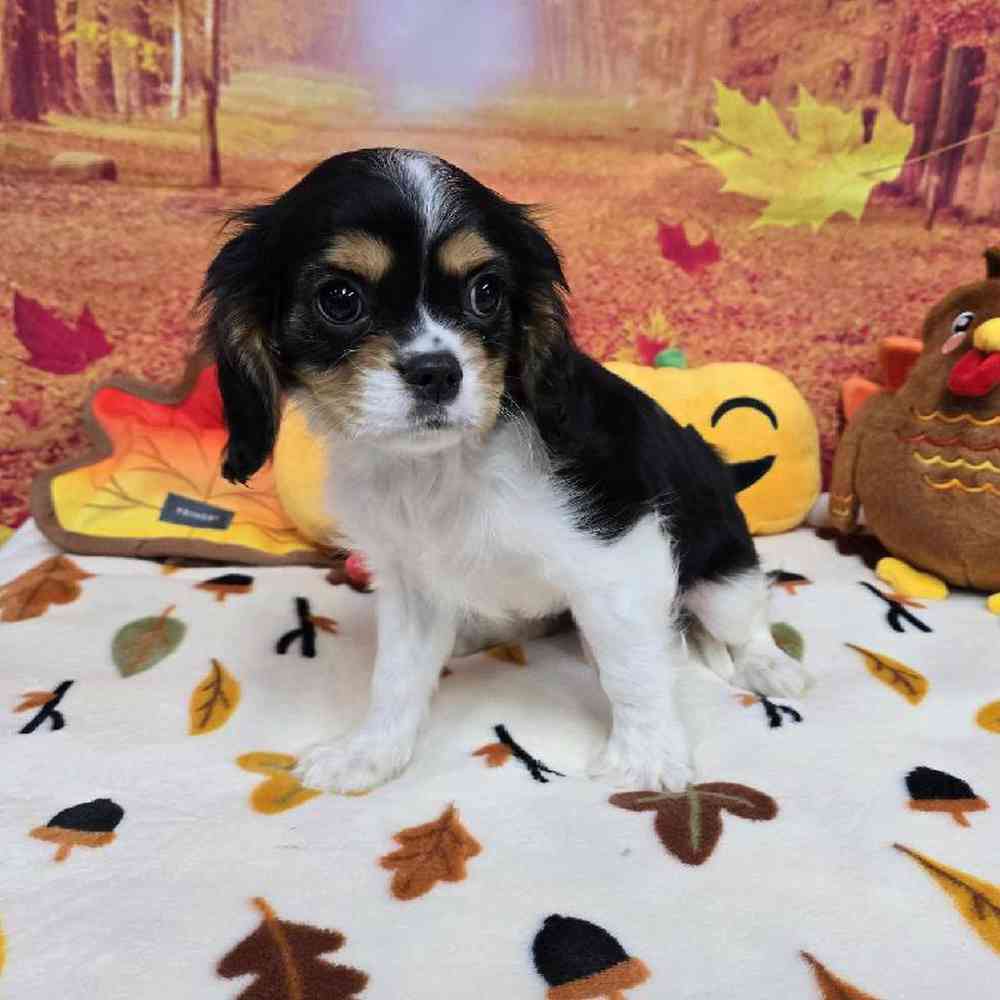 Male Cavalier King Charles Spaniel Puppy for Sale in Virginia Beach, VA