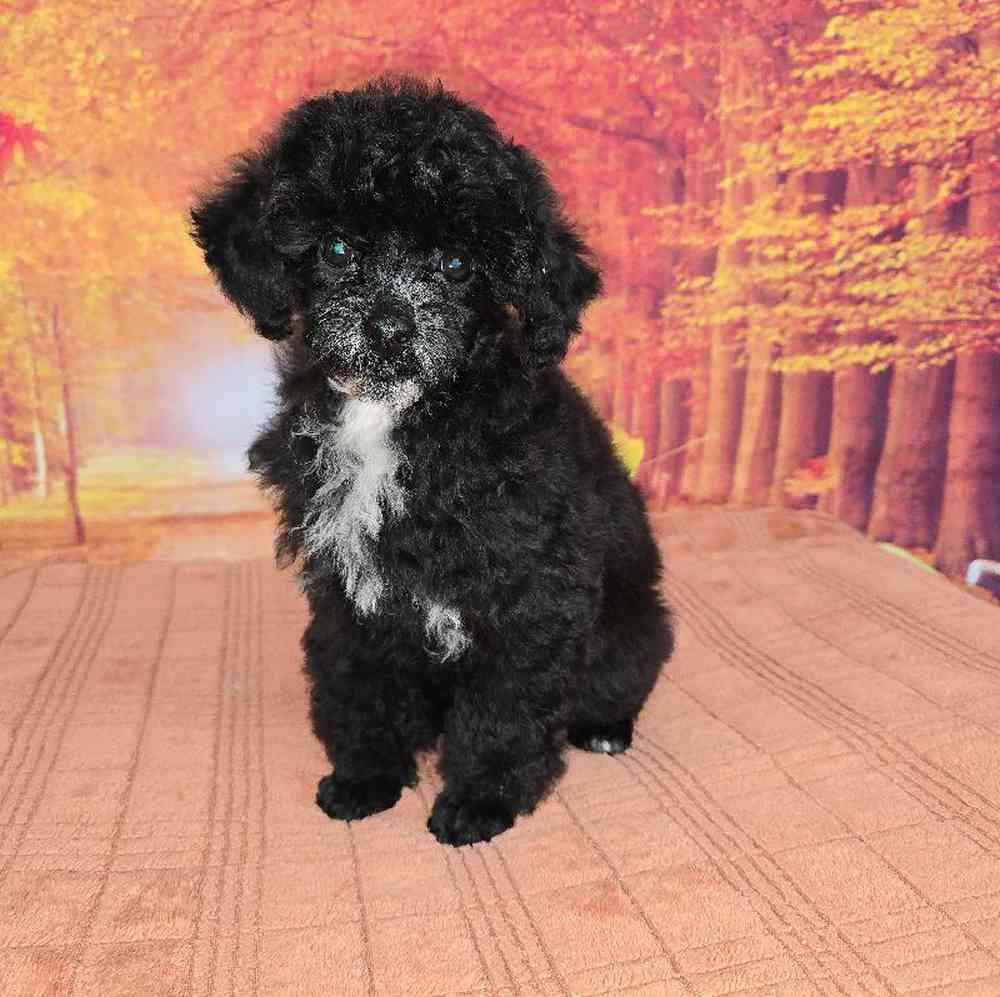Female Mini Poodle Puppy for Sale in Virginia Beach, VA