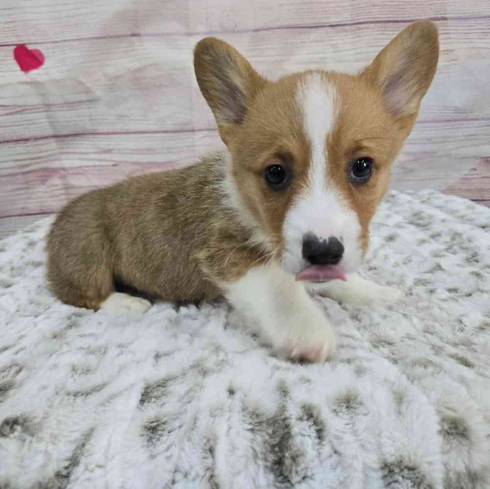 Male Pembroke Welsh Corgi Puppy for Sale in Virginia Beach, VA