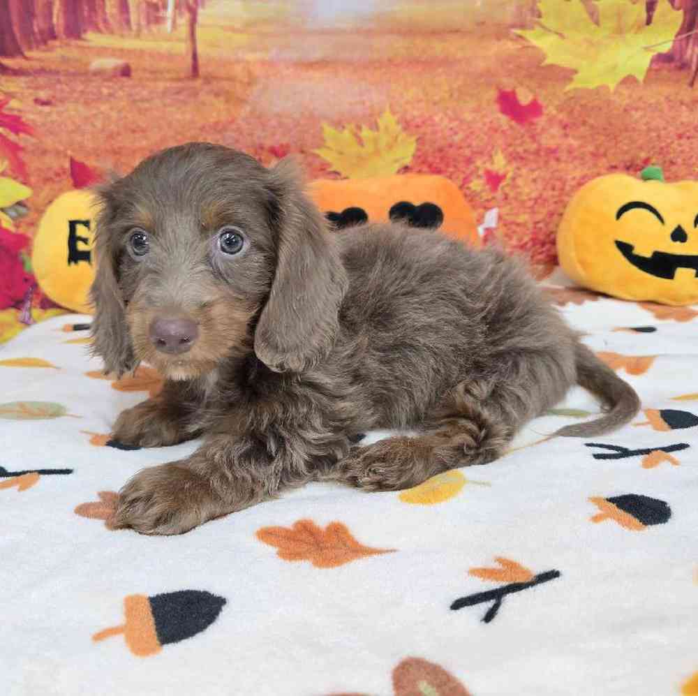 Male Dachshund Puppy for Sale in Virginia Beach, VA