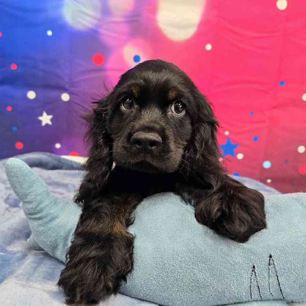 Male Cocker Spaniel Puppy for Sale in Virginia Beach, VA