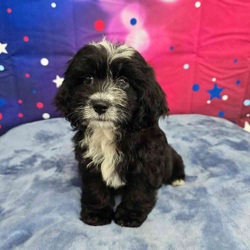 Female Shipoo Puppy for Sale in Virginia Beach, VA