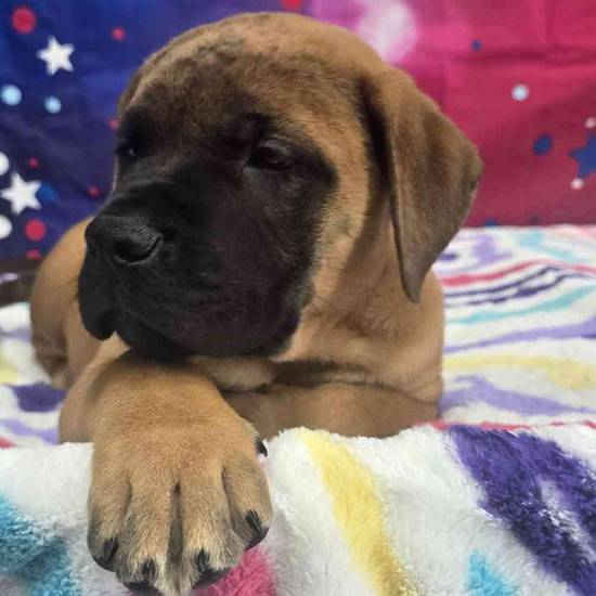 Bullmastiff