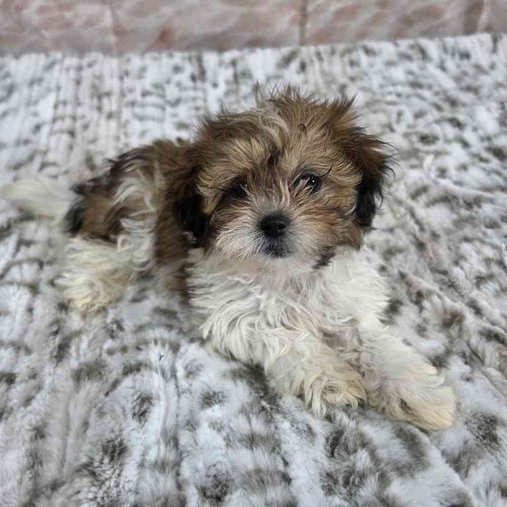 Female Teddy Bear Puppy for Sale in Virginia Beach, VA