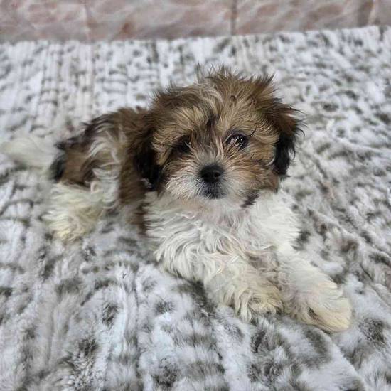 Teddy Bear