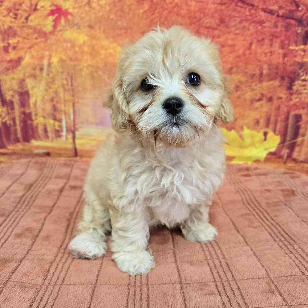 Female Cavachon Puppy for Sale in Virginia Beach, VA
