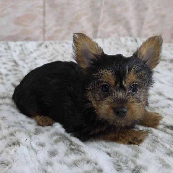 Yorkie