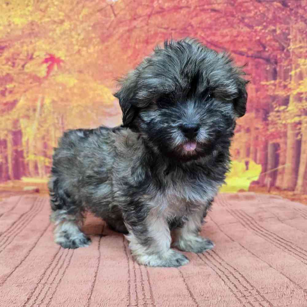 Male Havanese Puppy for Sale in Virginia Beach, VA