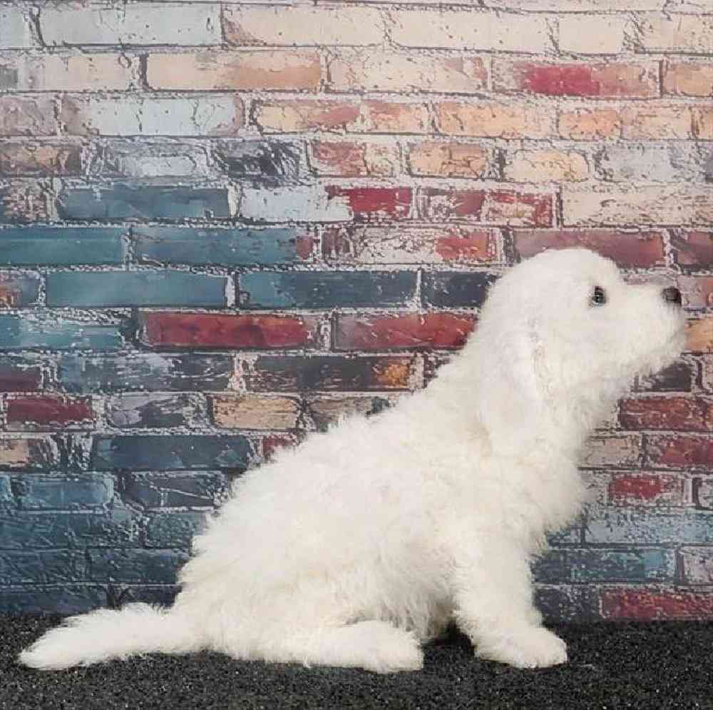 Male Bichon Puppy for Sale in Virginia Beach, VA