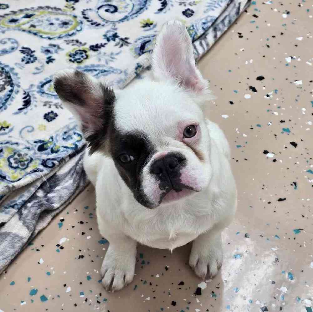 Female French Bulldog Puppy for Sale in Virginia Beach, VA