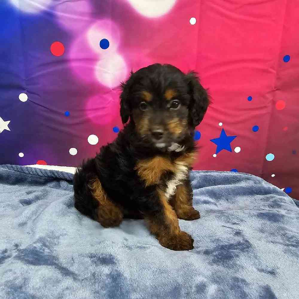 Male Mini Aussiedoodle Puppy for Sale in Virginia Beach, VA